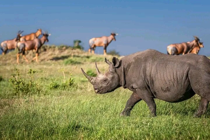 Tanzania safari landscape