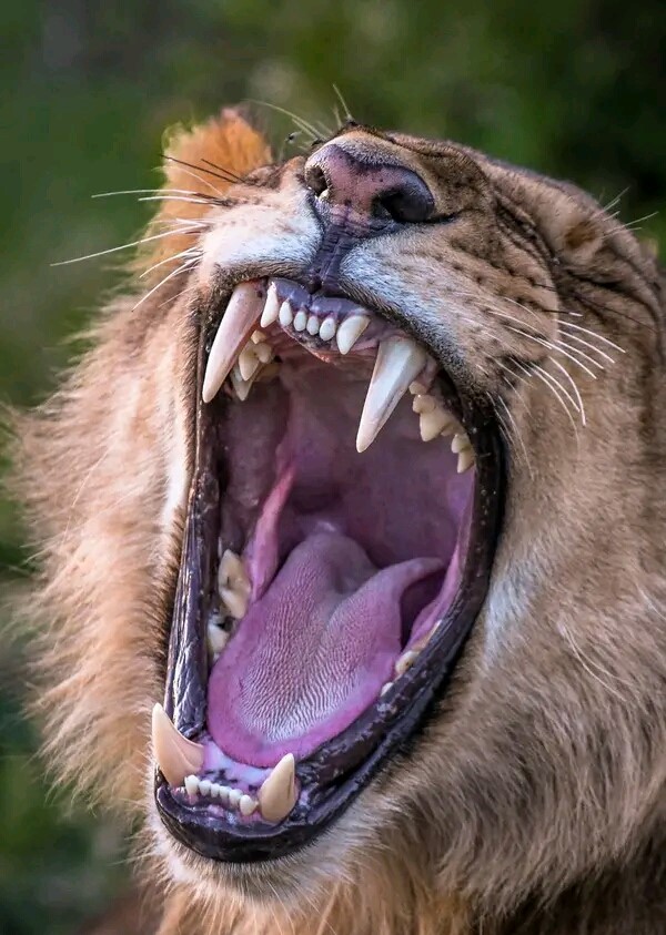 Wildlife safari experience in Tanzania