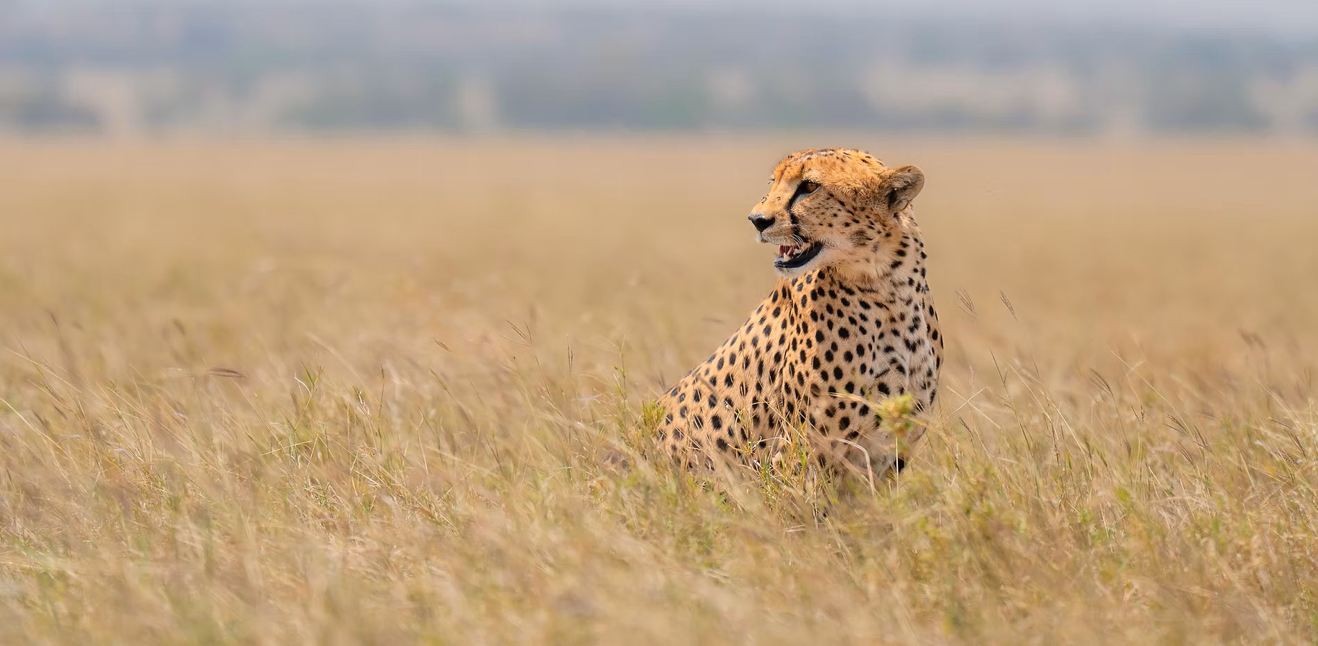 African sunset safari