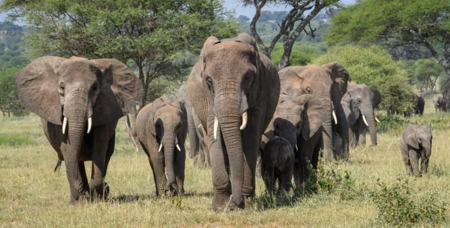 Elephant in Tarangire National Park