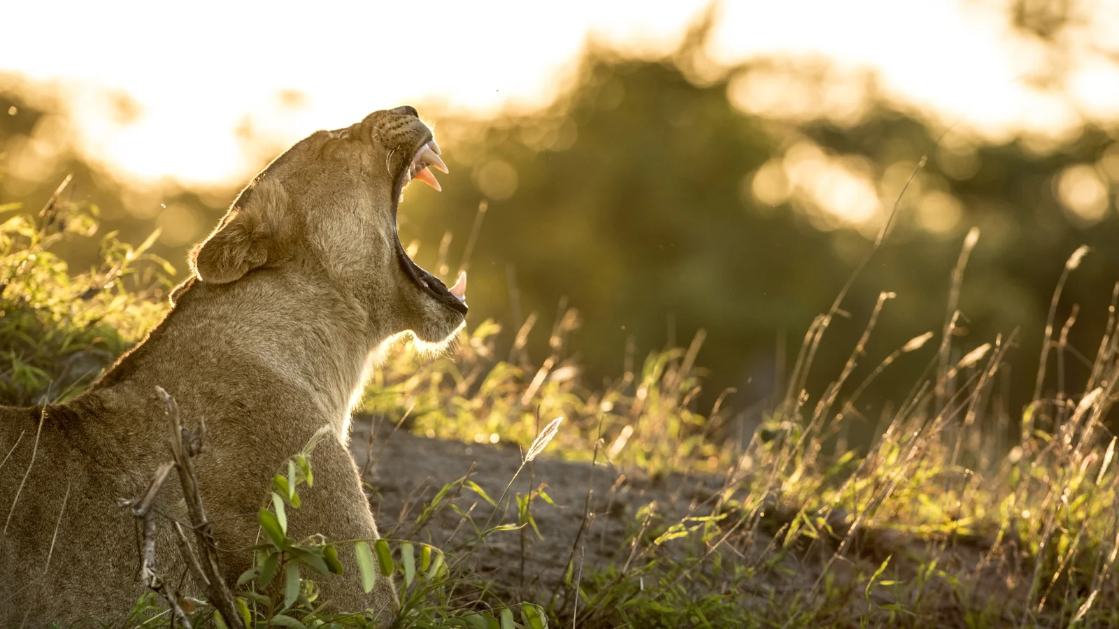 Where the Wild Roams Free
